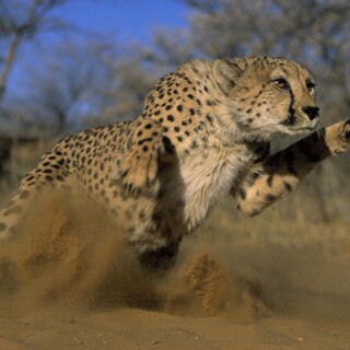 cats1_0290