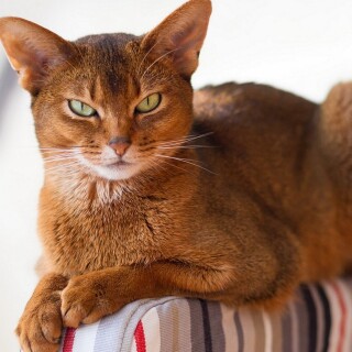 cats1_0291