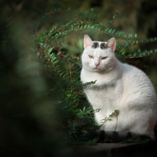 cats1_0296