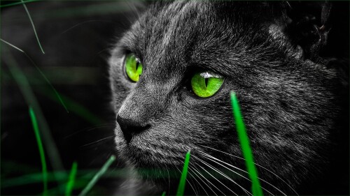 cats1_0298.jpg