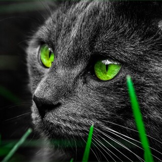 cats1_0298