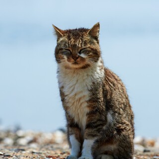 cats1_0300