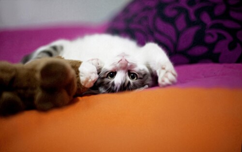 cats1_0312.jpg