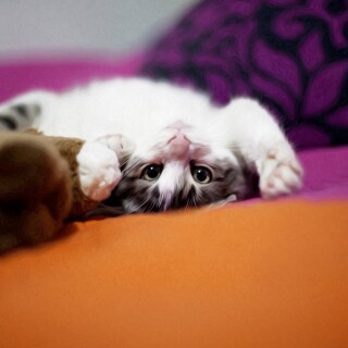 cats1_0312