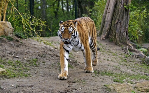 cats1_0318.jpg
