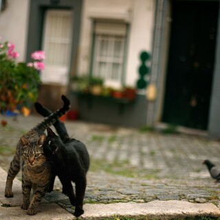 cats1_0319