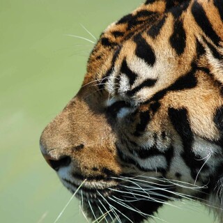 cats1_0322