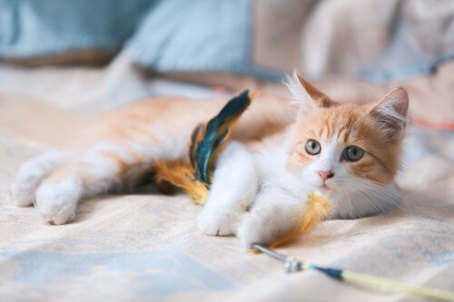 cats1_0323.jpg