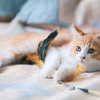 cats1_0323