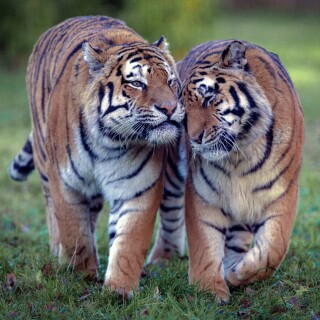 cats1_0325