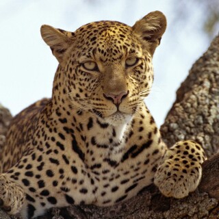 cats1_0343