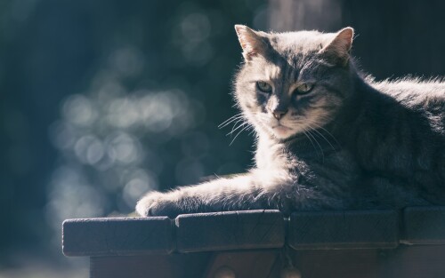 cats1_0345.jpg