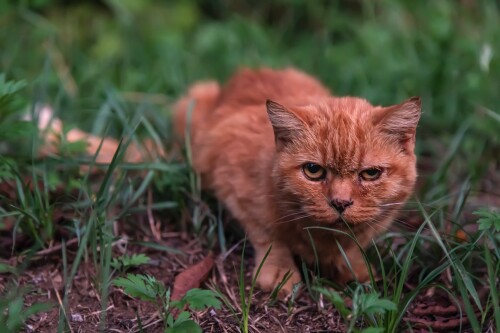 cats1_0347.jpg