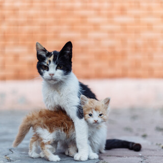cats1_0351