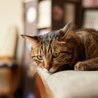 cats1_0352