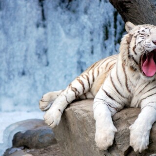 cats1_0355