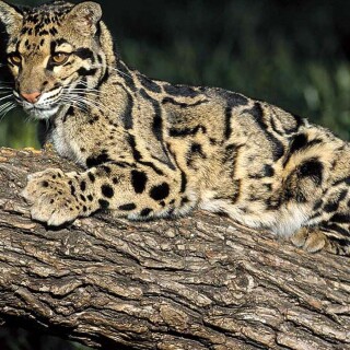cats1_0357