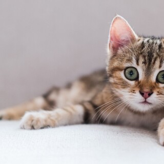 cats1_0365