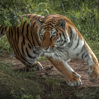 cats1_0375