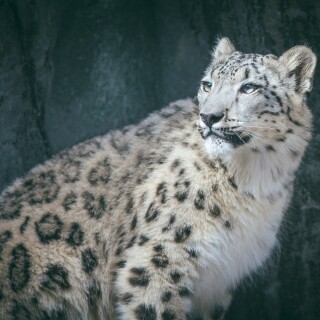 cats1_0376