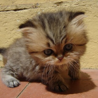 cats1_0380