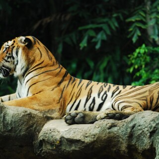 cats1_0382