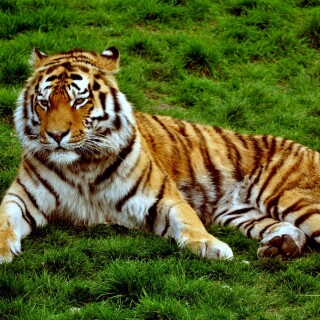 cats1_0386