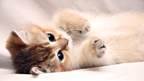 cats1_0388.jpg