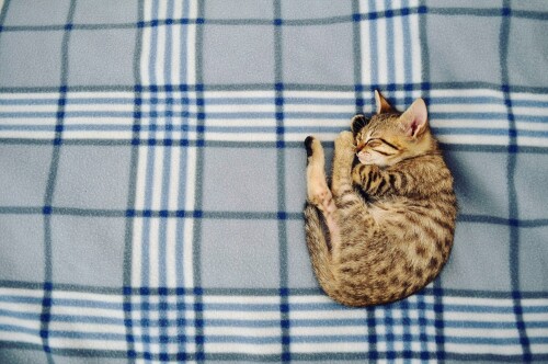 cats1_0389.jpg