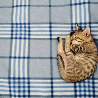 cats1_0389