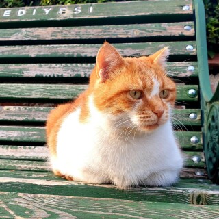 cats1_0390