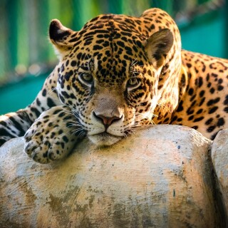 cats1_0393
