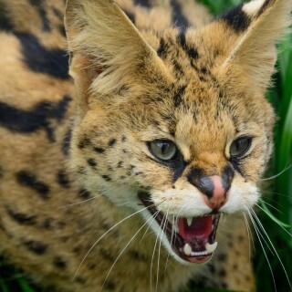 cats1_0394