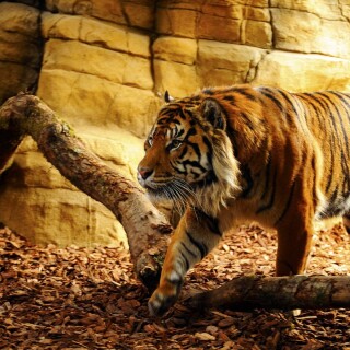 cats1_0405
