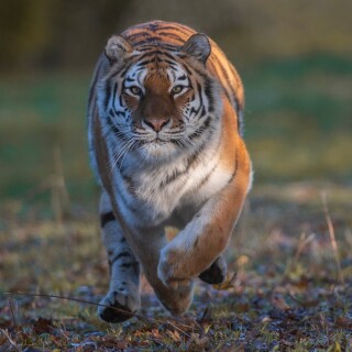 cats1_0412