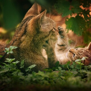 cats1_0414