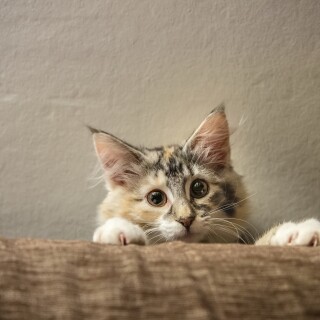 cats1_0418