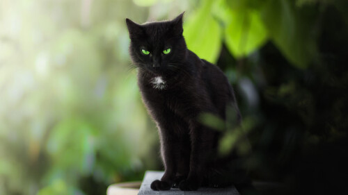 cats1_0421.jpg