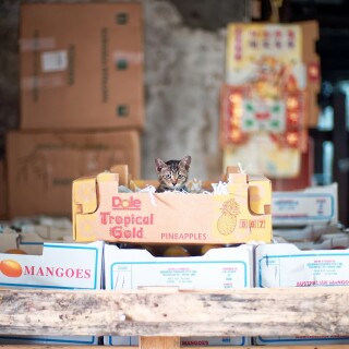 cats1_0422