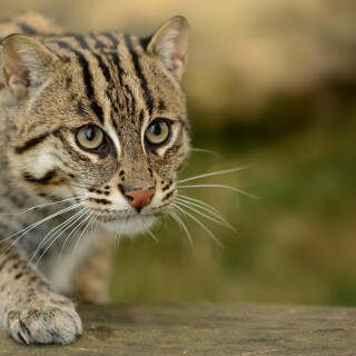 cats1_0423