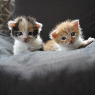 cats1_0438