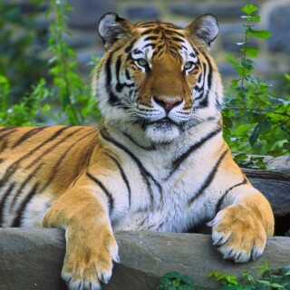 cats1_0442