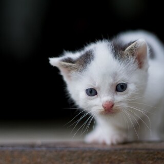 cats1_0444