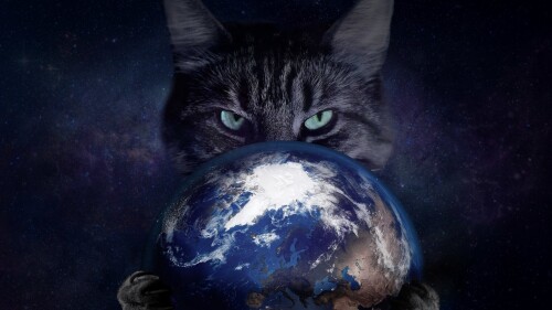 cats1_0458.jpg