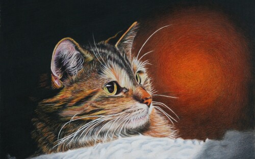 cats1_0460.jpg