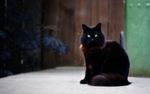 cats1_0461.jpg