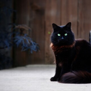 cats1_0461