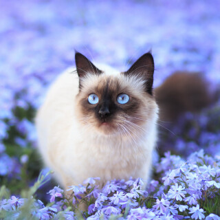 cats1_0477