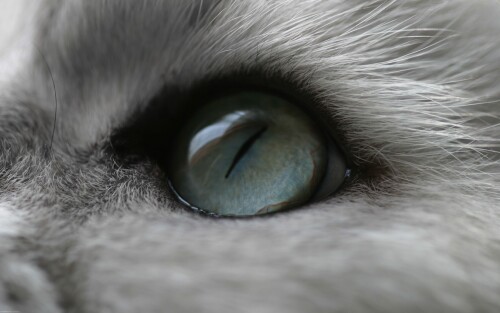 cats1_0492.jpg