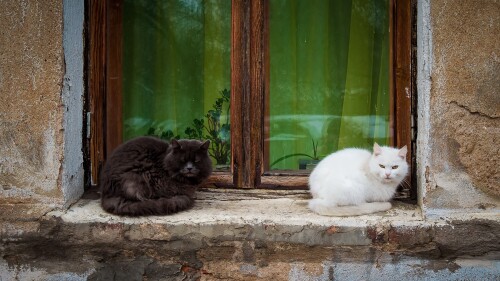 cats1_0493.jpg
